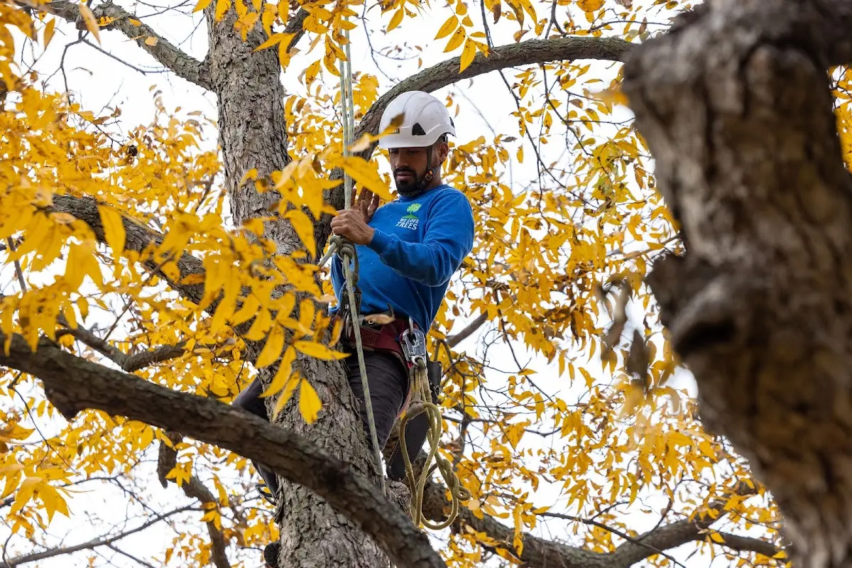 Skilled Tree Transplanting crew working in Mount Calm